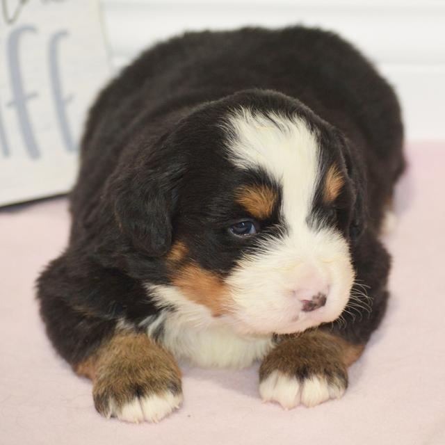 Lani - Bernese Mountain Dog