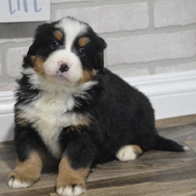 Lani - Bernese Mountain Dog