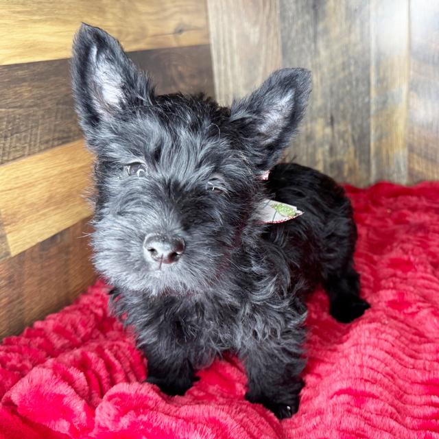 Fergie - Scottish Terrier