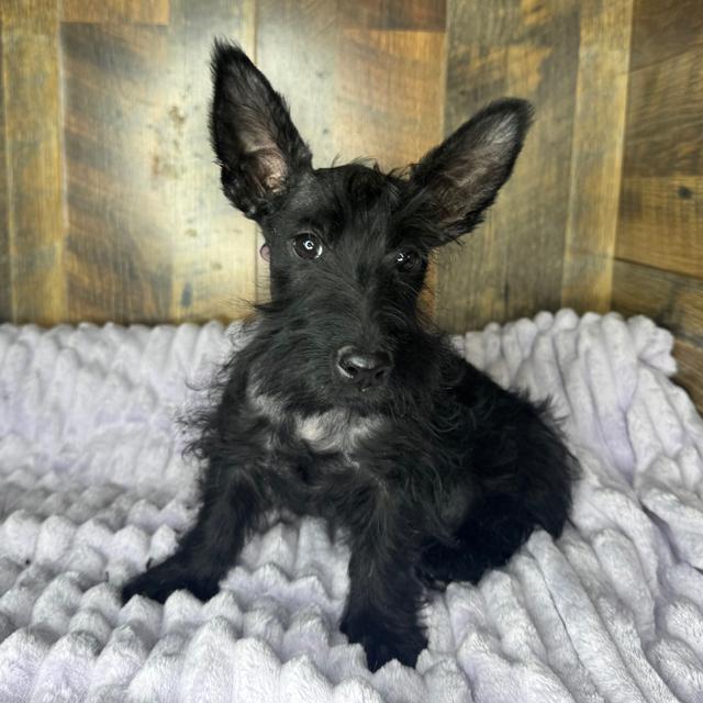 Fergie - Scottish Terrier