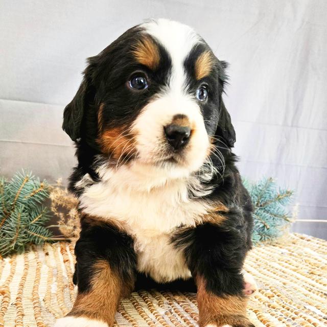 Joy - Bernese Mountain Dog