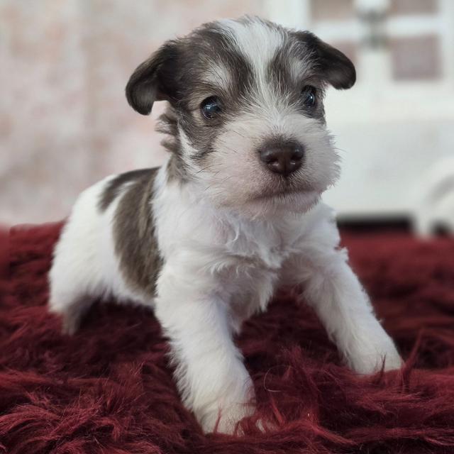 Aspen - Miniature Schnauzer