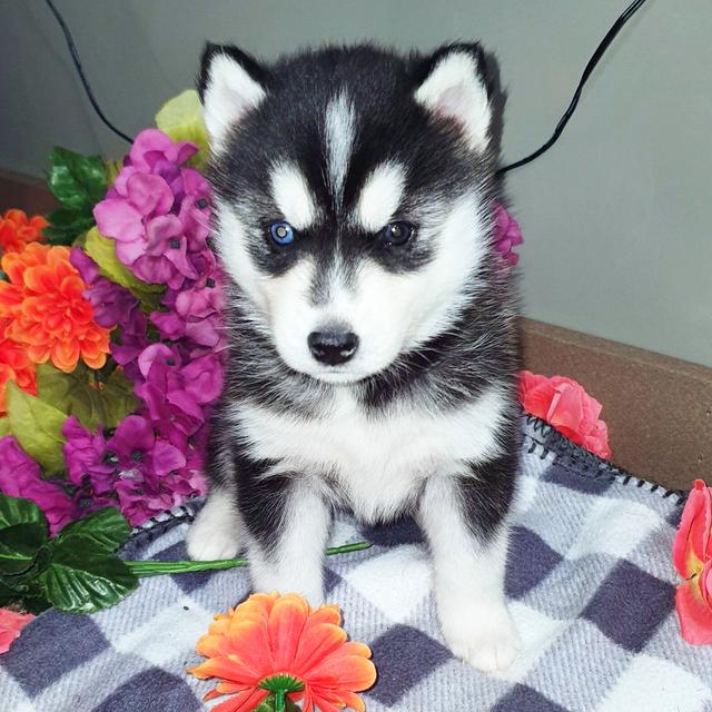 Princess - Siberian Husky