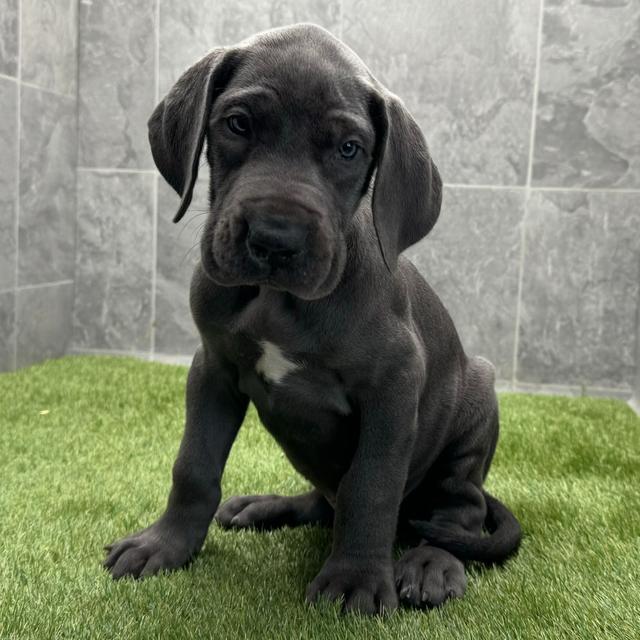 Chase - Great Dane