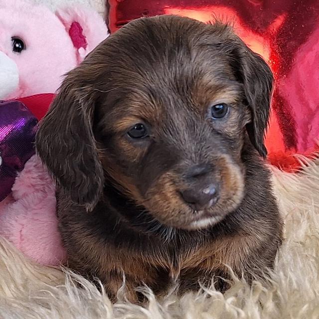 Penny - Dachshund