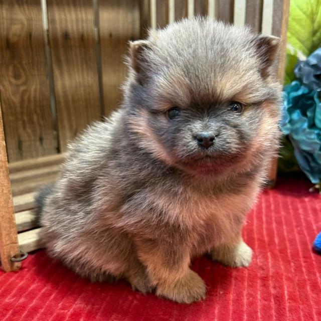 Dutchess - Pomeranian