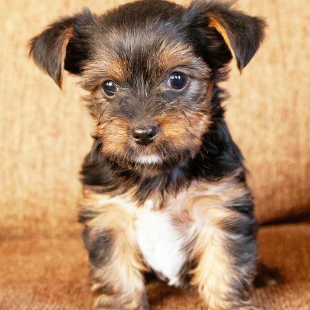 Parker - Yorkshire Terrier