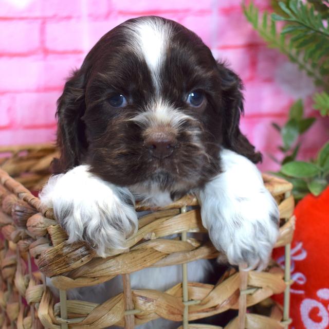 Jasper - Cocker Spaniel