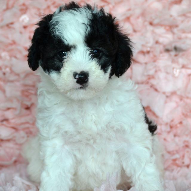 Sheepadoodle Breed Facts, Information, and Characteristics | PuppySpot