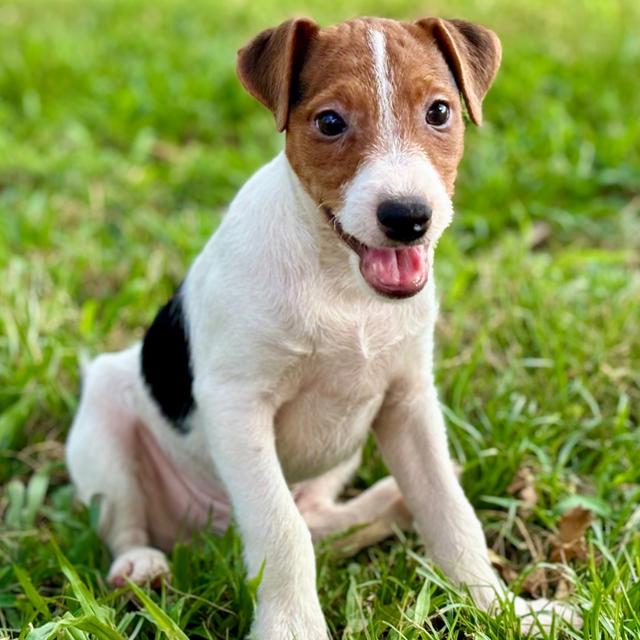 Biscuit - Jack Russell Terrier