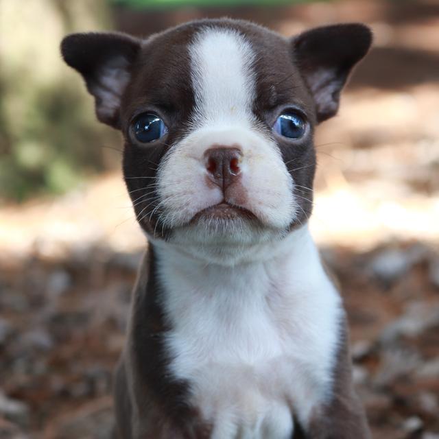 Boston Terrier Breed Facts, Information, and Characteristics | PuppySpot