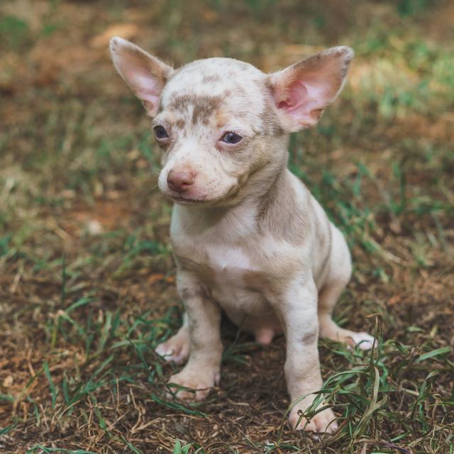 Kiton - Chihuahua