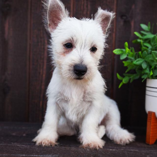 Lily - West Highland White Terrier