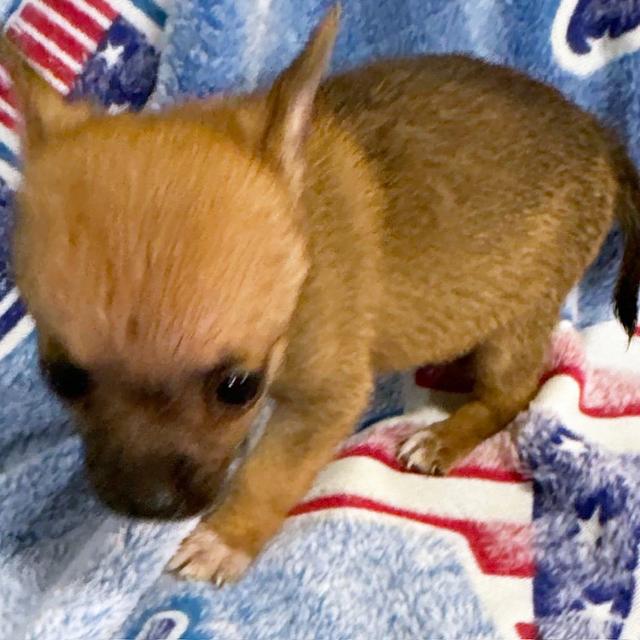 Zander - Chihuahua