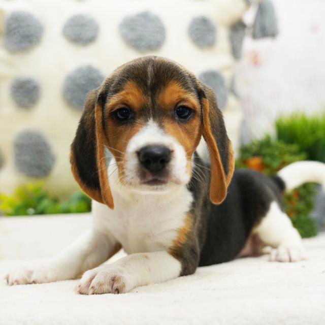 Hank - Beagle