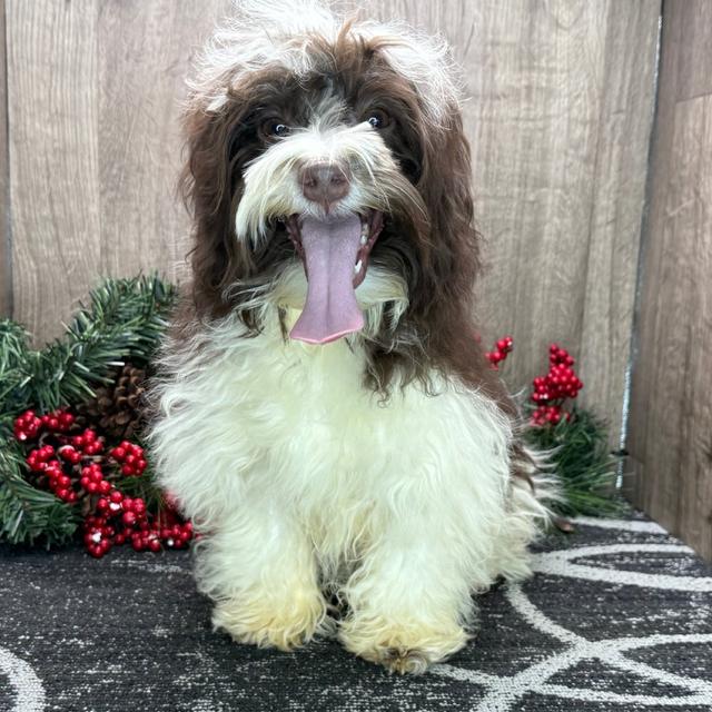 Hawk - Havanese