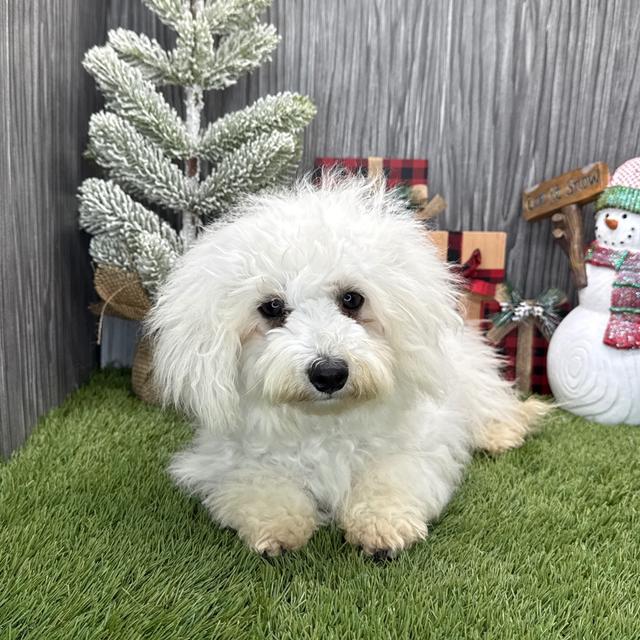 Atlas - Coton de Tulear