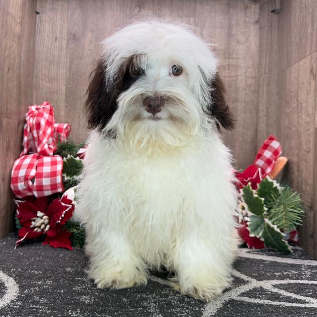 Isaac - Havanese