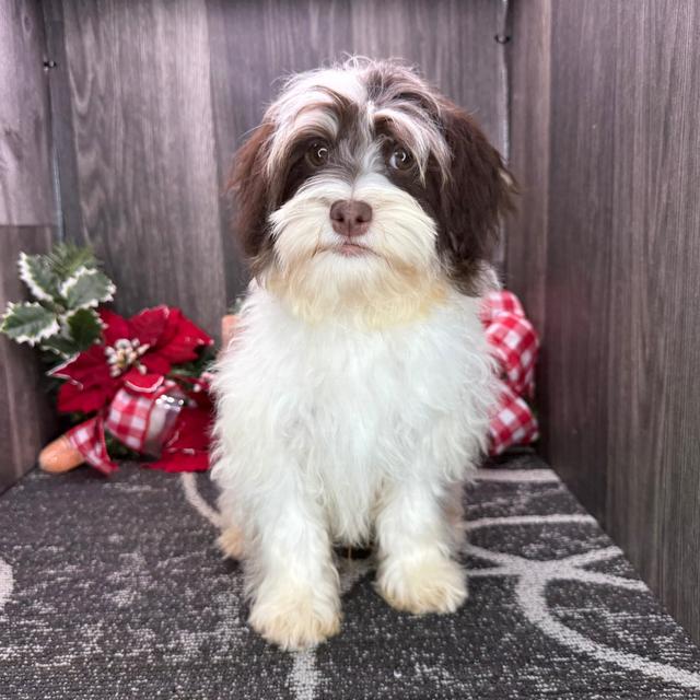 Zackary - Havanese