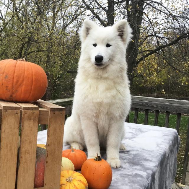 Daisy - Samoyed