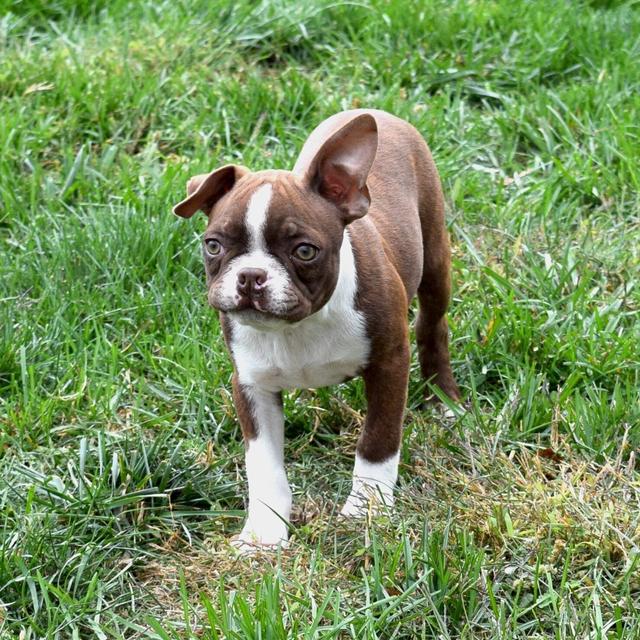 Rusty - Boston Terrier