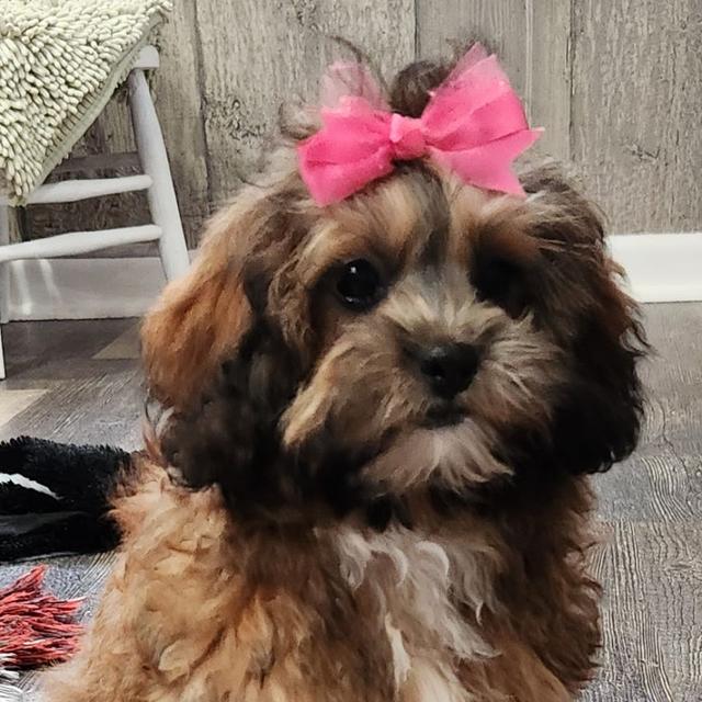 Blanche - Shihpoo