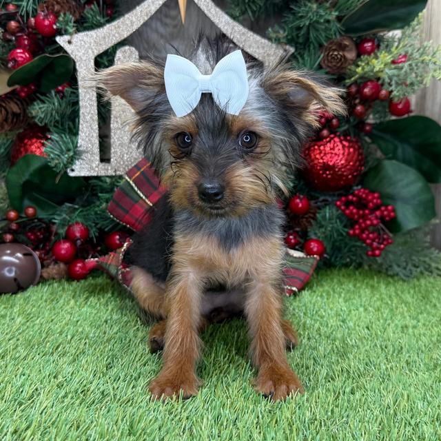 Macy - Yorkshire Terrier