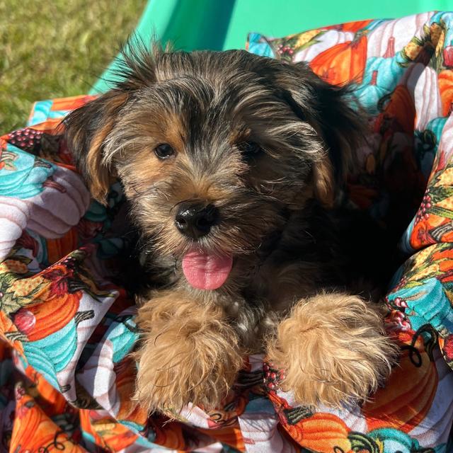 Chippenham - Yorkiepoo