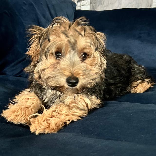 Chippenham - Yorkiepoo