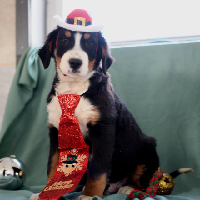 Almond - Bernese Mountain Dog