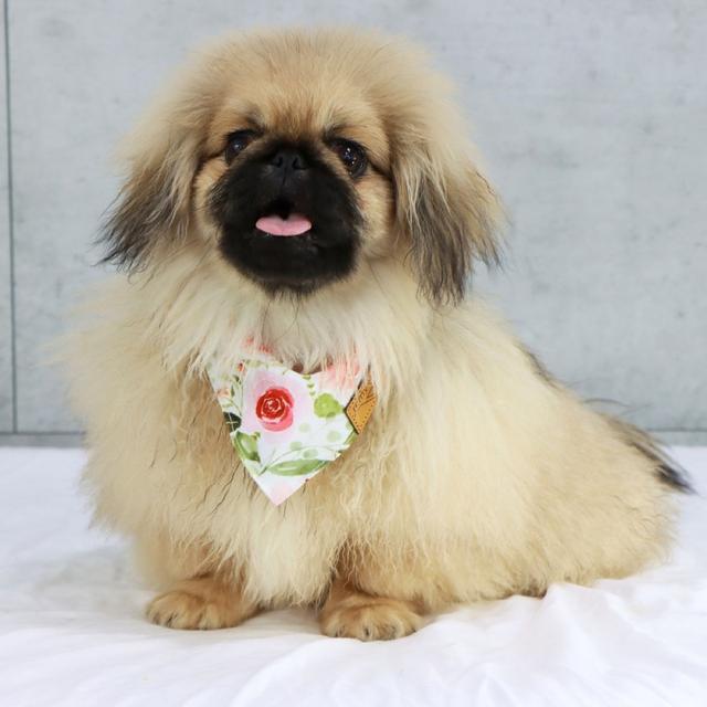 Chipsy - Pekingese