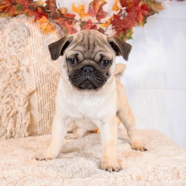 Ronnie - Pug