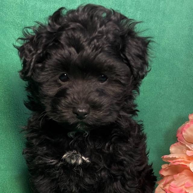 Rhett - Maltipoo