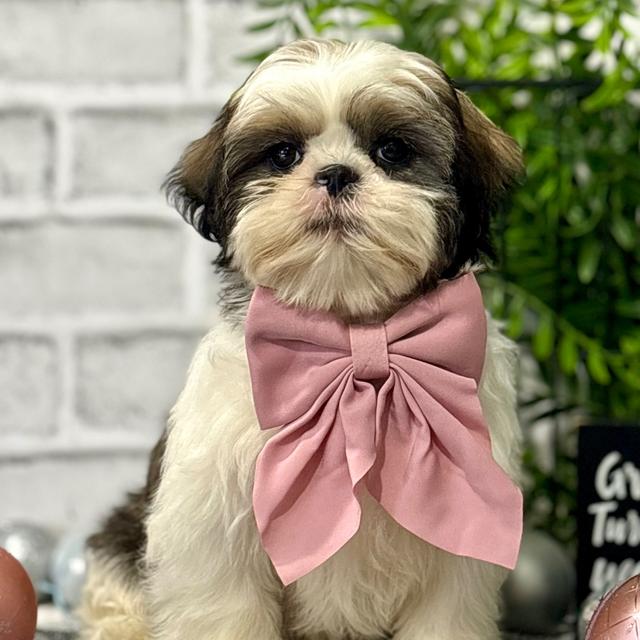 Henni - Shih Tzu