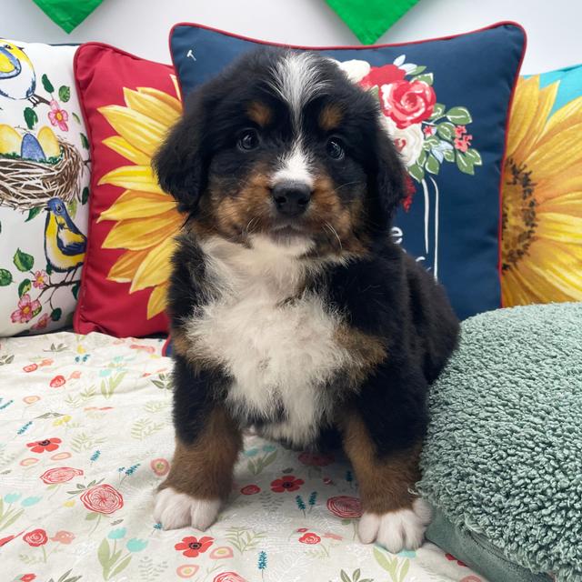 Ricky - Bernese Mountain Dog