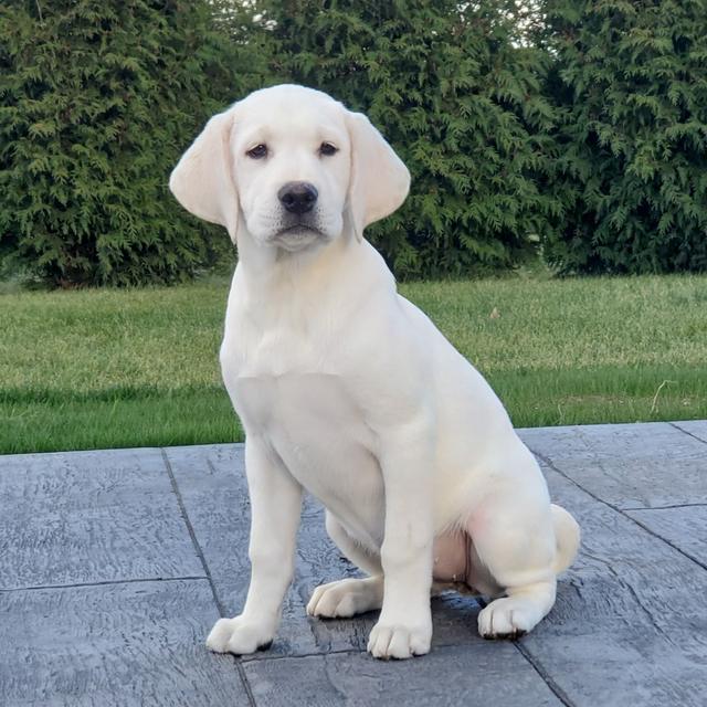 Precious - Labrador Retriever