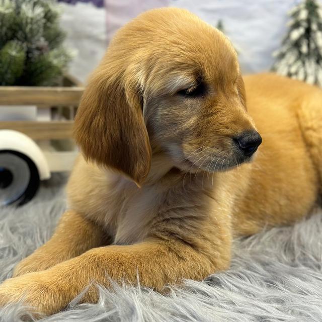 Angel - Golden Retriever