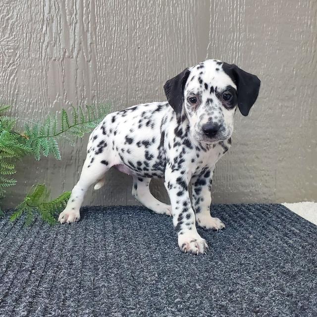 Freckles - Dalmatian