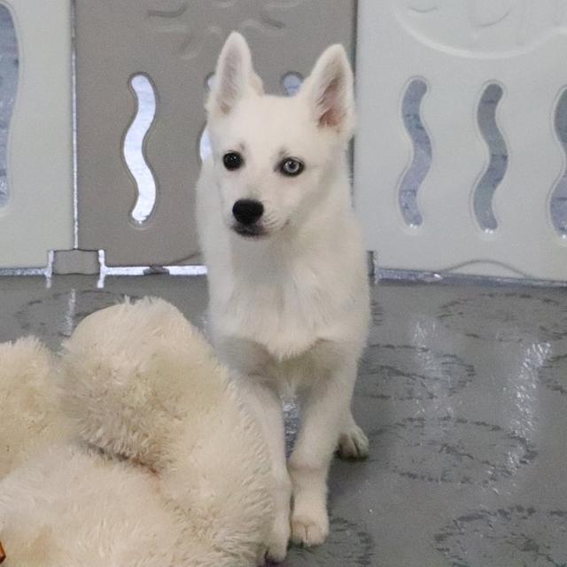 Olaf - Pomsky