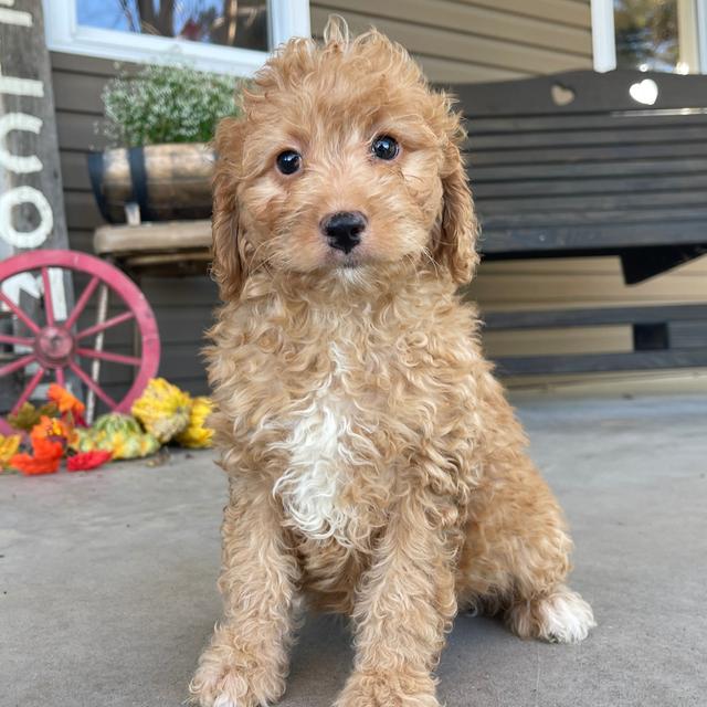 Bella - Labradoodle