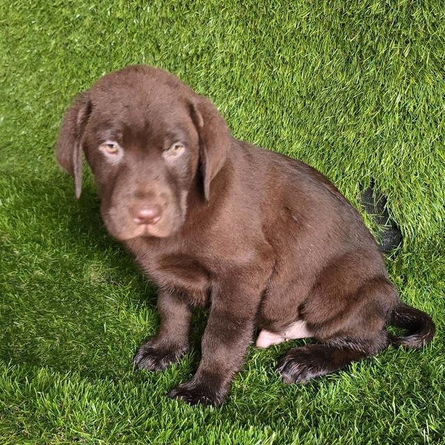 Comet - Labrador Retriever