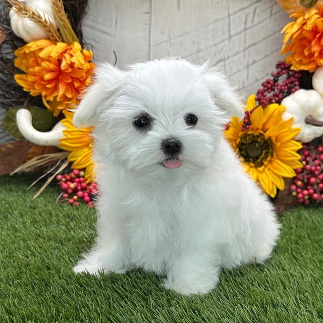 Ashton - Maltese