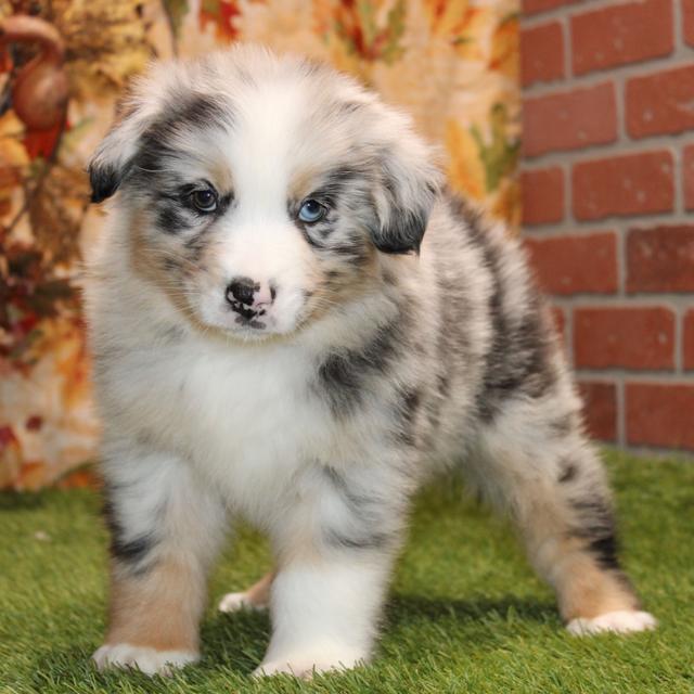 Presley - Australian Shepherd