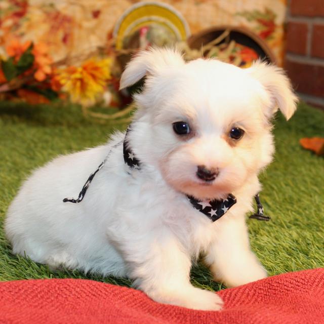 Brock - Morkie