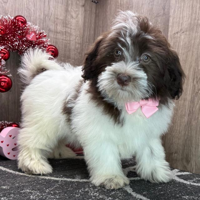 Upton - Havanese