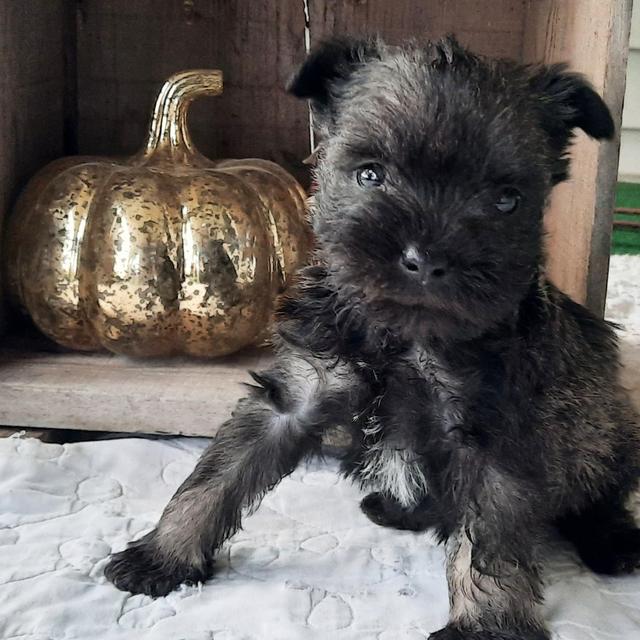 Scout - Miniature Schnauzer