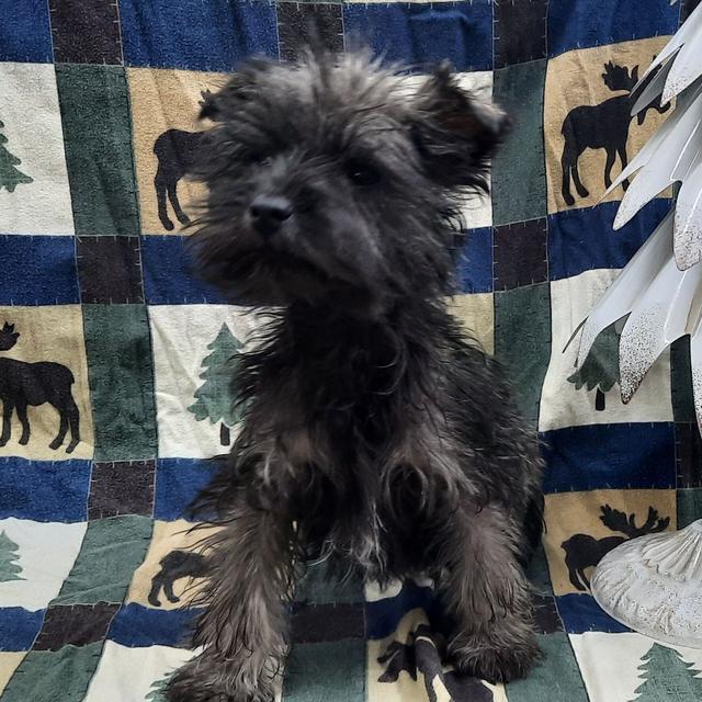 Scout - Miniature Schnauzer