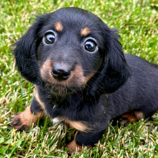 Laela - Dachshund