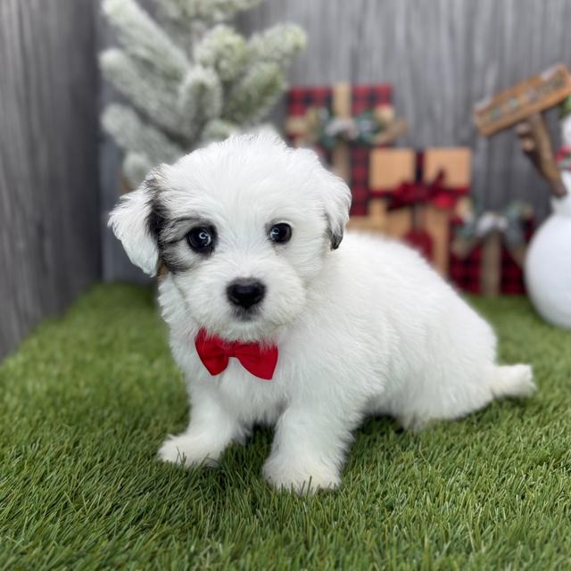 Dexter - Coton de Tulear