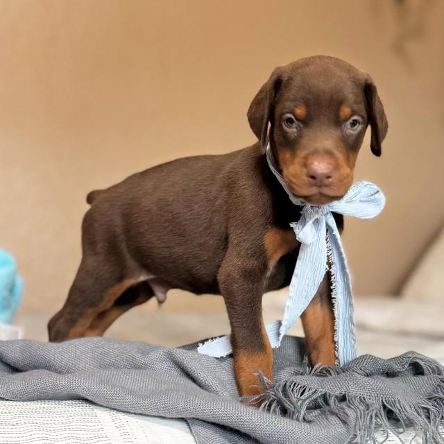 Apollo - Doberman Pinscher